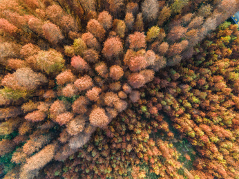 航拍视觉下的落羽杉水杉林