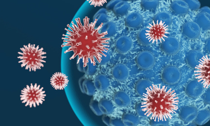 被病毒感染的细胞，病毒传播