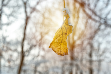 森林中阳光下一片黄色的干树叶