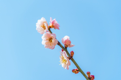 蓝色背景中一支粉红色梅花特写