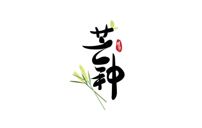 长着叶子的芒种字体旁放着两束稻谷