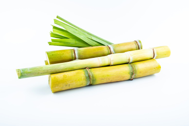 白背景上的新鲜黄皮甘蔗