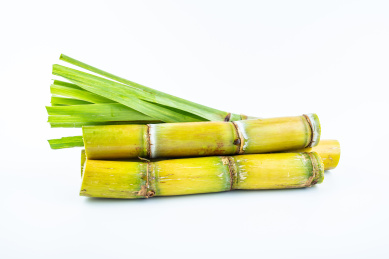 白背景上的新鲜黄皮甘蔗