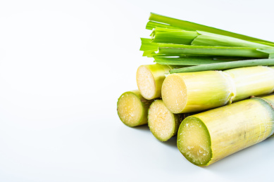 白背景上的新鲜黄皮甘蔗