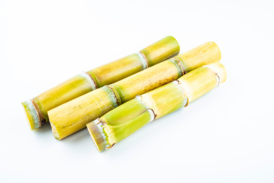 白背景上的新鲜黄皮甘蔗