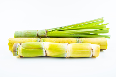 白背景上的新鲜黄皮甘蔗