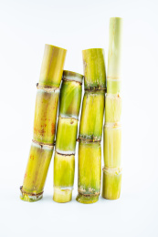 白背景上的新鲜黄皮甘蔗