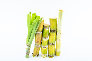 白背景上的新鲜黄皮甘蔗