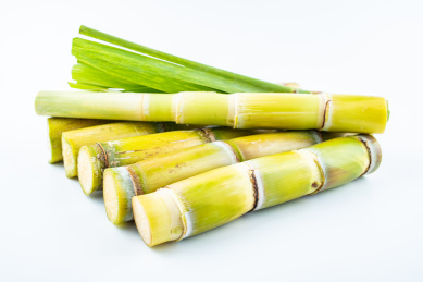 白背景上的新鲜黄皮甘蔗