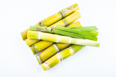 白背景上的新鲜黄皮甘蔗