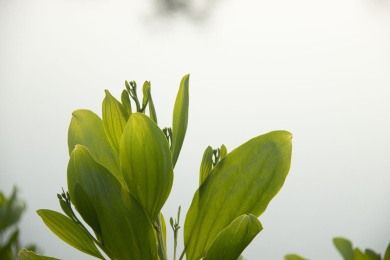 绿色发芽健康生长的植物相思幼苗