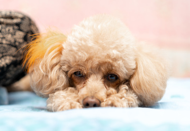 趴着的小型泰迪犬