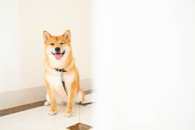 柴犬生活照