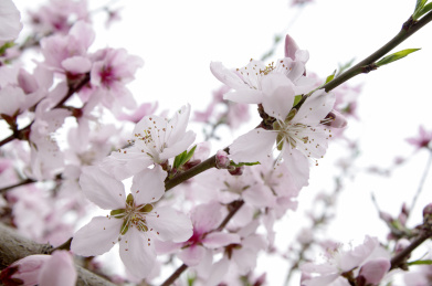 春天植物园里盛开的桃花