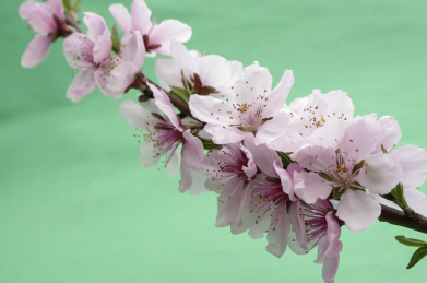 春天植物园里盛开的桃花