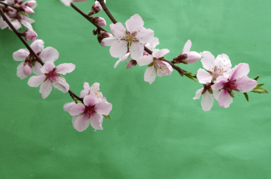 春天植物园里盛开的桃花