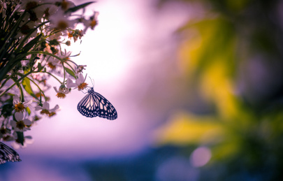 菲律宾的公园中发现一只美丽的蝴蝶正在花朵