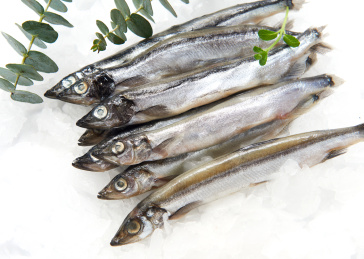 白色背景上摆放的冰鲜多春鱼