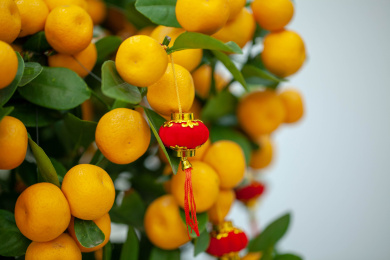 春节吉祥吉利植物年桔挂了红灯笼