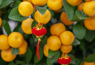 春节吉祥吉利植物年桔挂了红灯笼