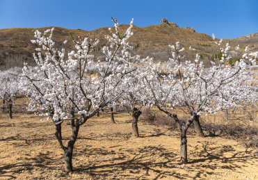 中国河南省禹州市具茨山杏花开了