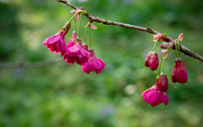中国名花之牡丹樱及其特写素材