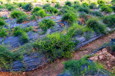 天冬中药种植环境