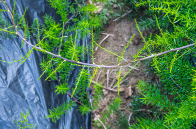 中药天冬草的生长
