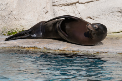 海豹在岸边懒洋洋地晒太阳