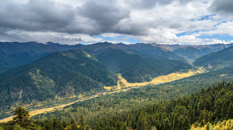 中国西藏林芝鲁朗林海风光