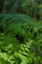春天充满生机的绿色植物生长