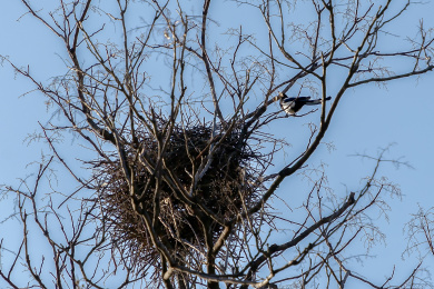 中国河南郑州少林寺飞鸟归巢