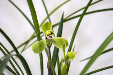 中国传统名贵花草兰花
