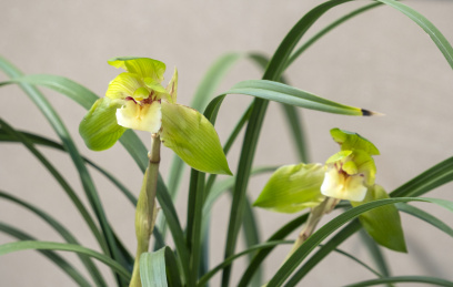 中国传统名贵花草兰花