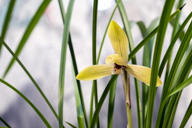 中国传统名贵花草兰花