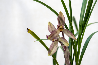 中国传统名贵花草兰花