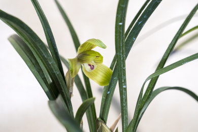 中国传统名贵花草兰花
