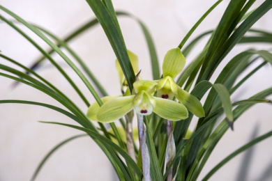 中国传统名贵花草兰花