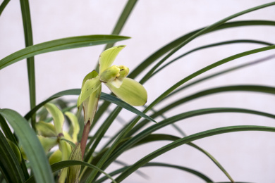 中国传统名贵花草兰花