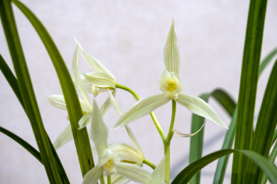 中国传统名贵花草兰花