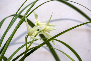 中国传统名贵花草兰花