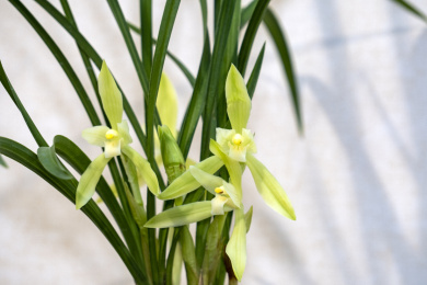 中国传统名贵花草兰花