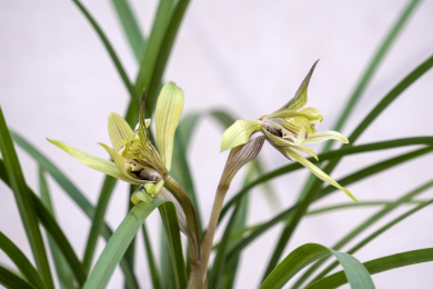 中国传统名贵花草兰花