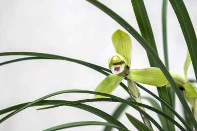 中国传统名贵花草兰花