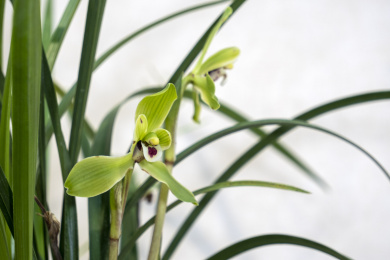 中国传统名贵花草兰花