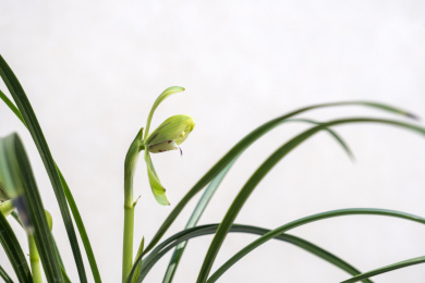 中国传统名贵花草兰花