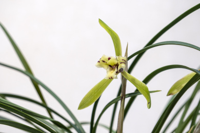 中国传统名贵花草兰花