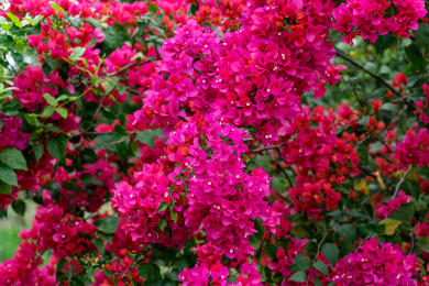 红色的勒杜鹃花