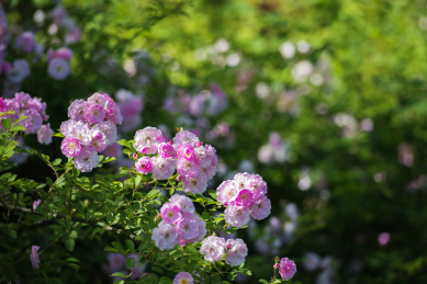 公园里盛开的七姊妹蔷薇花