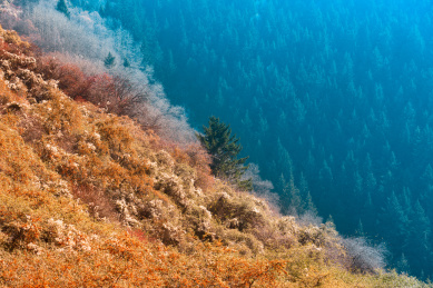 中国甘肃兰州兴隆山秋色